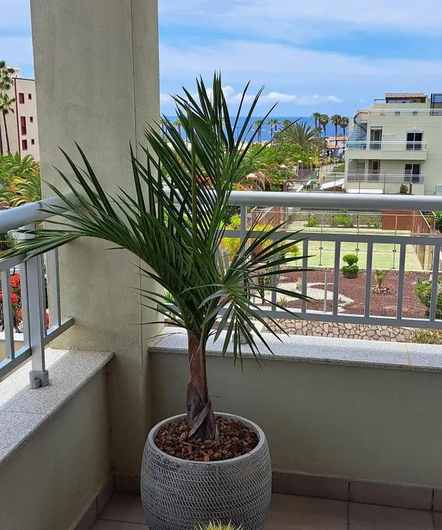 Ferienwohnung Casa Ella Palm-mar Apartment